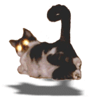 Headlights the cat. Link to home page.